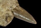 Xiphactinus Pre-Maxillary with Tooth - Smoky Hill Chalk, Kansas #130548-2